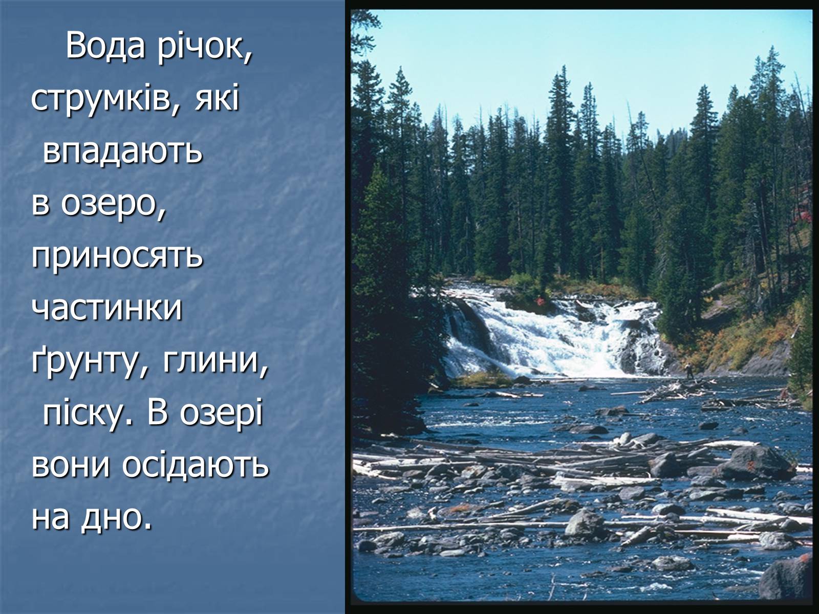 Презентація на тему «Болото» - Слайд #4