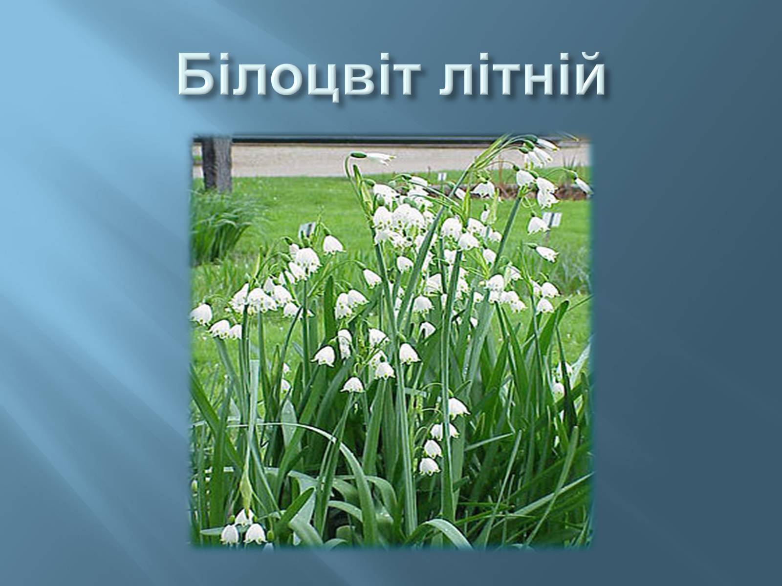 Презентація на тему «Червона книга України» (варіант 13) - Слайд #11