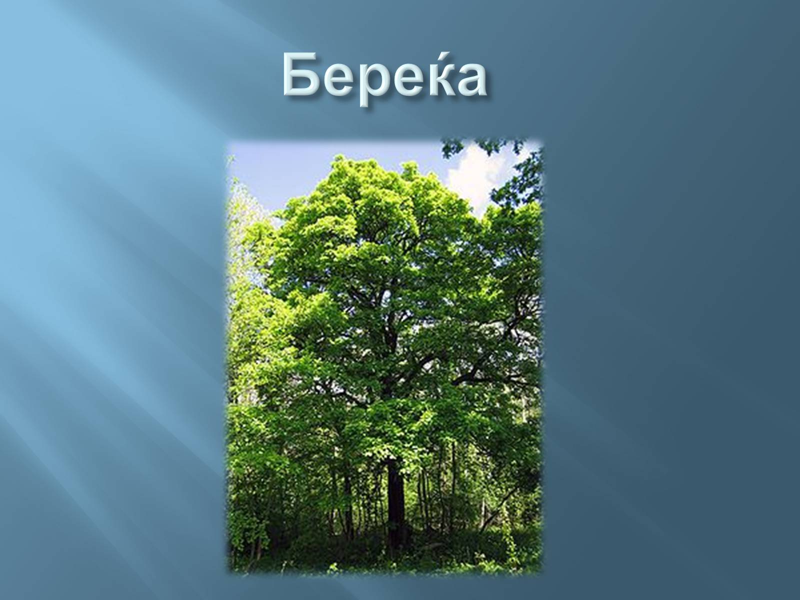 Презентація на тему «Червона книга України» (варіант 13) - Слайд #12