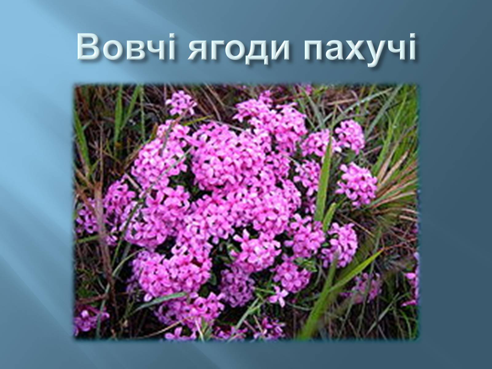 Презентація на тему «Червона книга України» (варіант 13) - Слайд #13