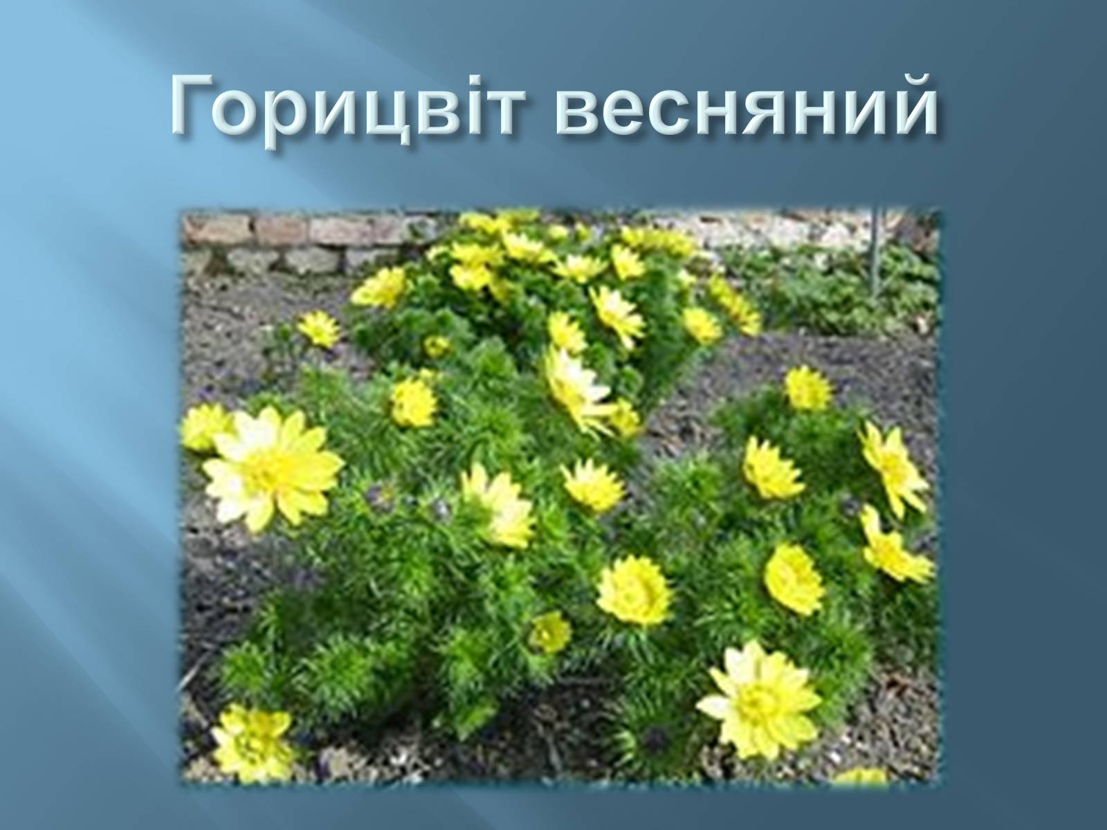 Презентація на тему «Червона книга України» (варіант 13) - Слайд #14