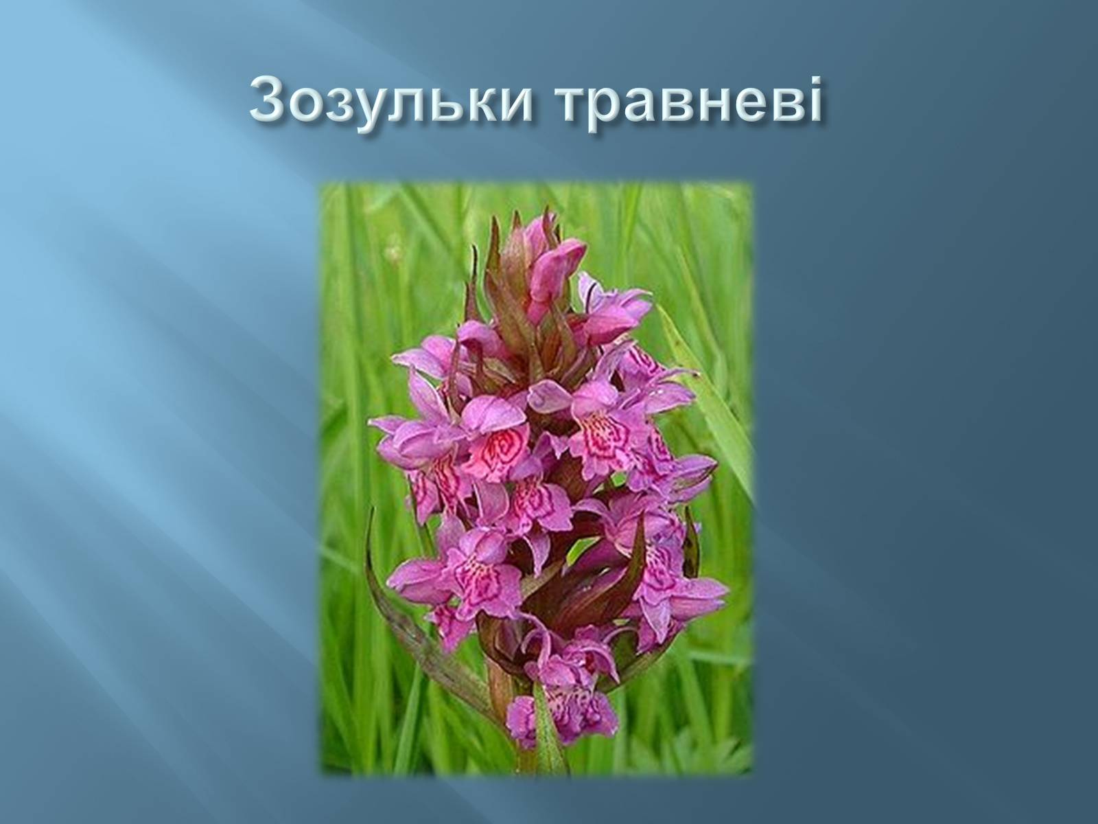 Презентація на тему «Червона книга України» (варіант 13) - Слайд #16