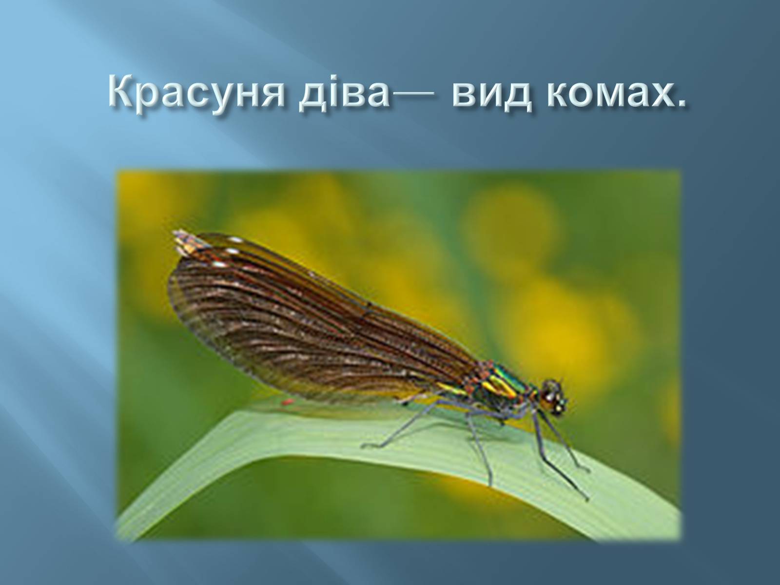 Презентація на тему «Червона книга України» (варіант 13) - Слайд #8