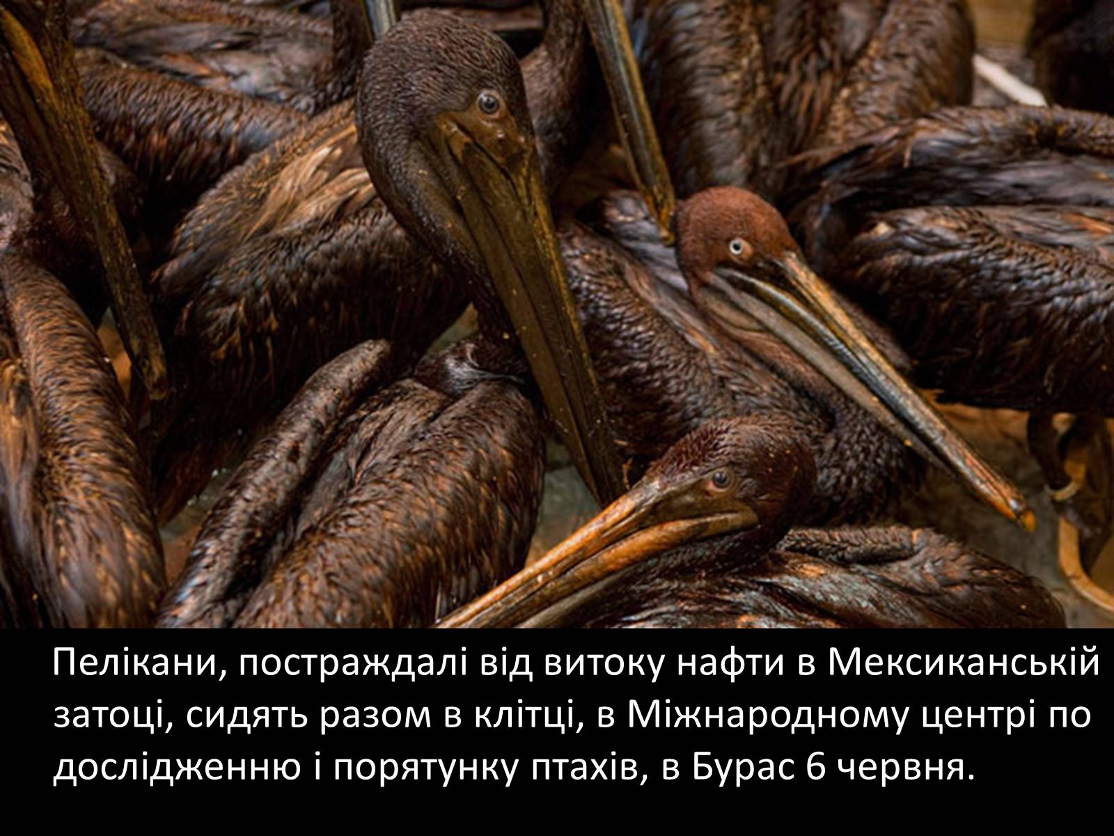 Презентація на тему «Охорона навколишнього середовища» (варіант 2) - Слайд #15