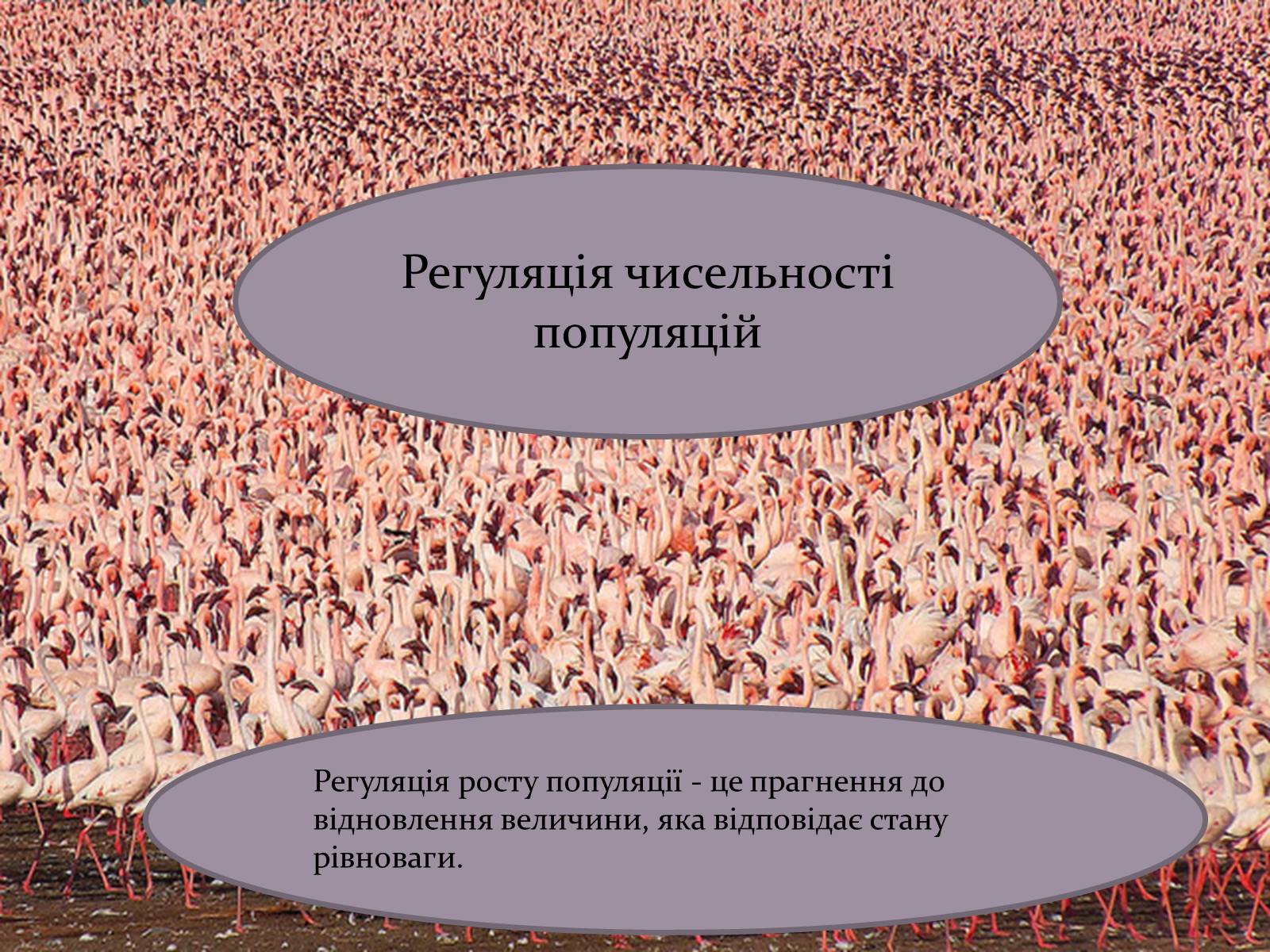 Презентація на тему «Регуляція чисельності популяцій» - Слайд #1