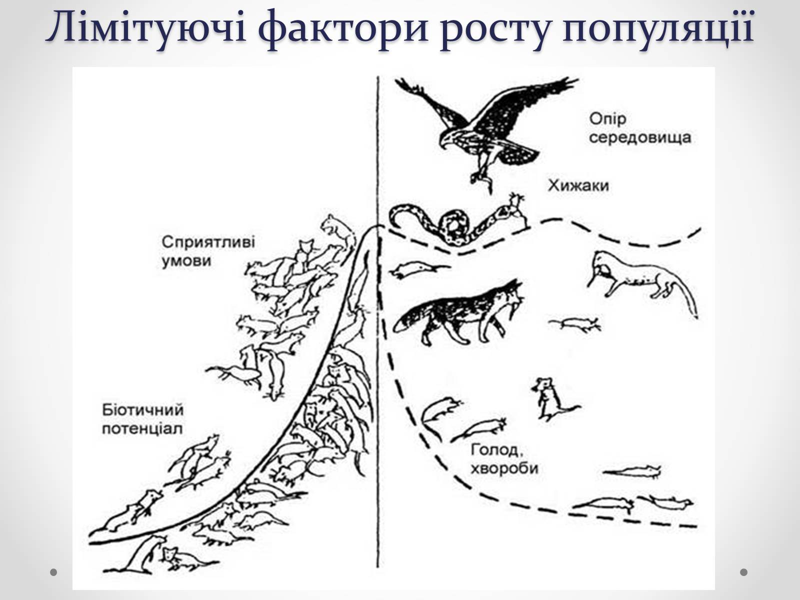 Презентація на тему «Регуляція чисельності популяцій» - Слайд #8