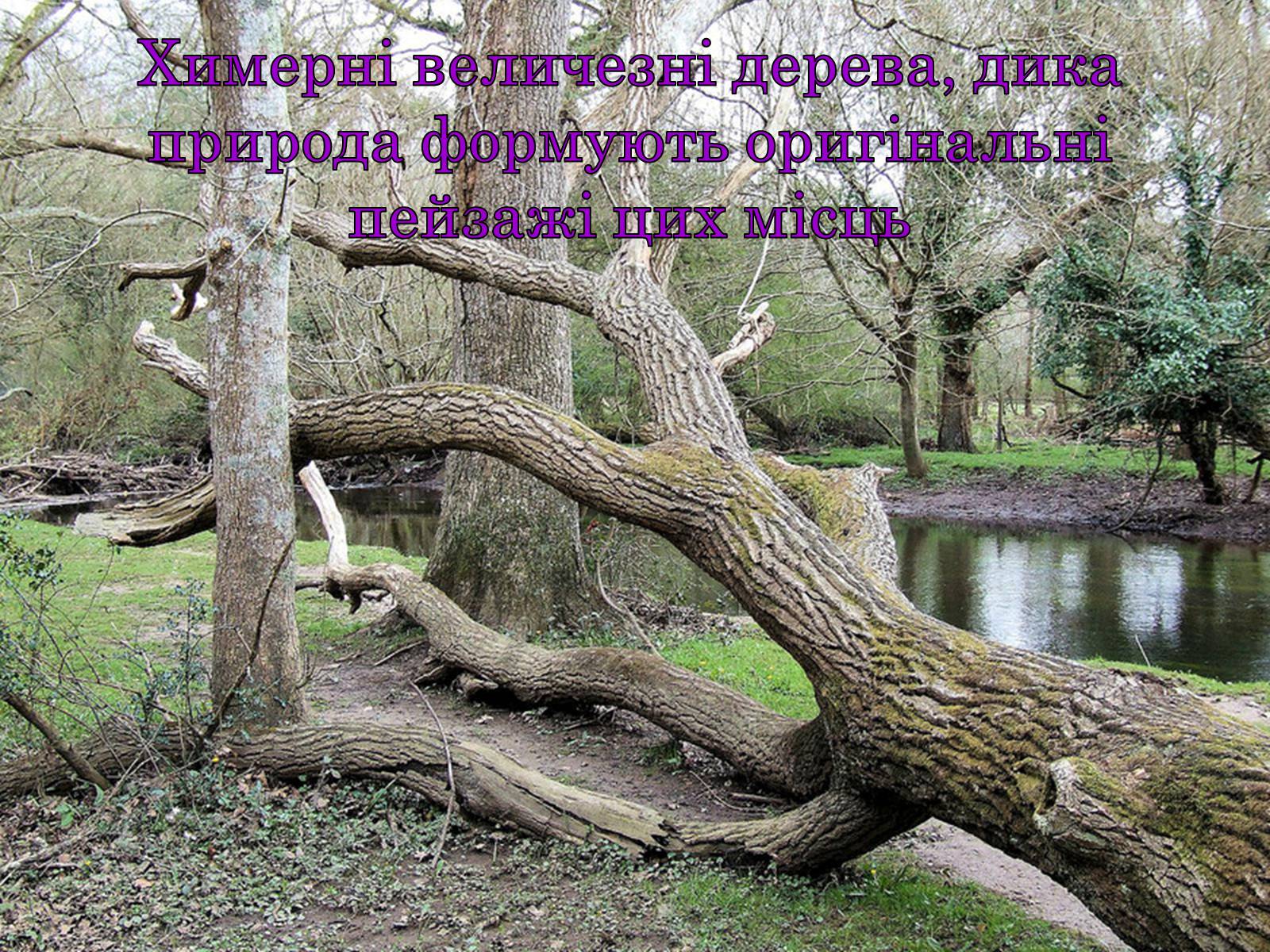 Презентація на тему «Природні парки Великобританії» - Слайд #18