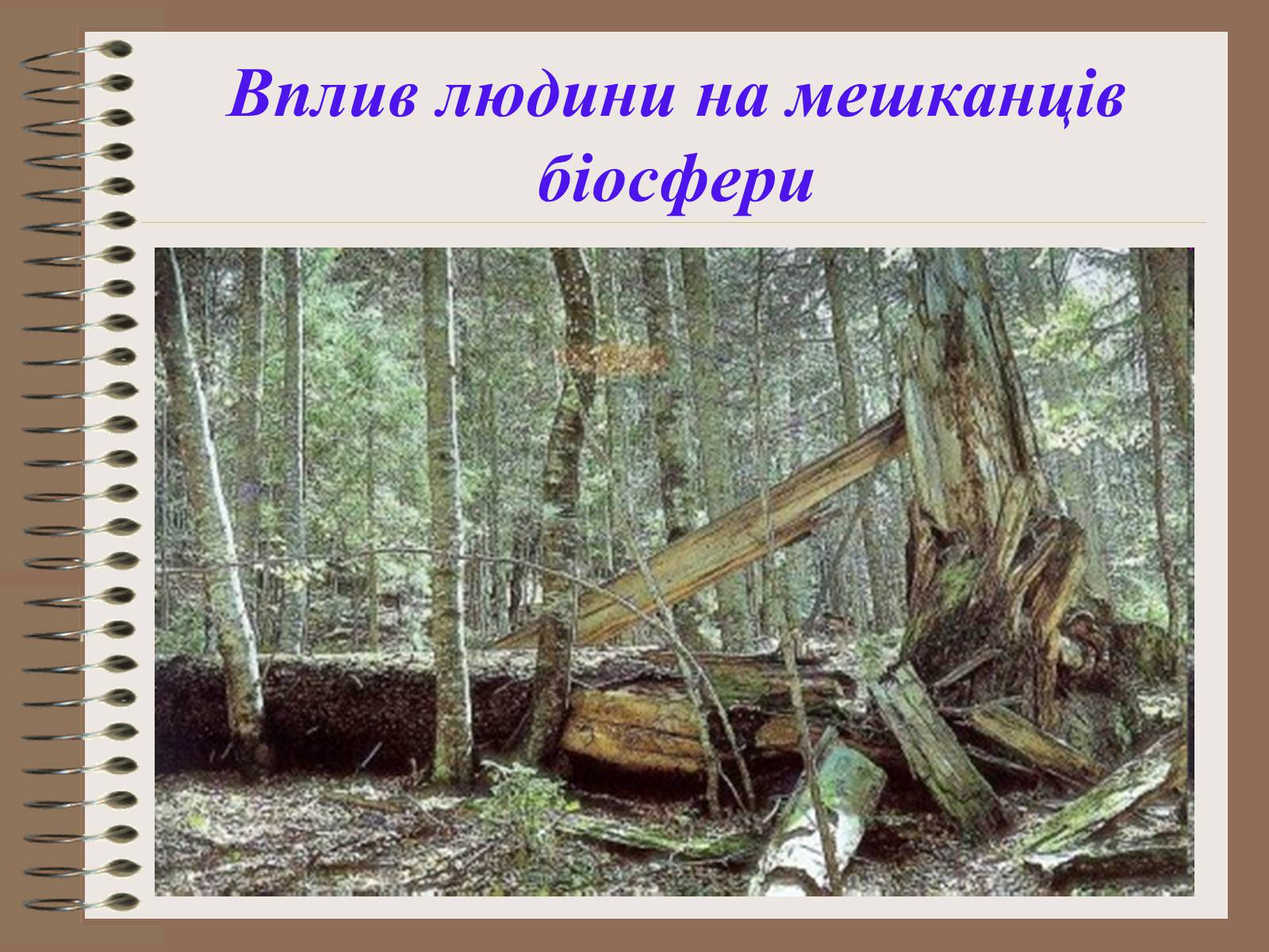 Презентація на тему «Людина і біосфера. Охорона біосфери» (варіант 1) - Слайд #20