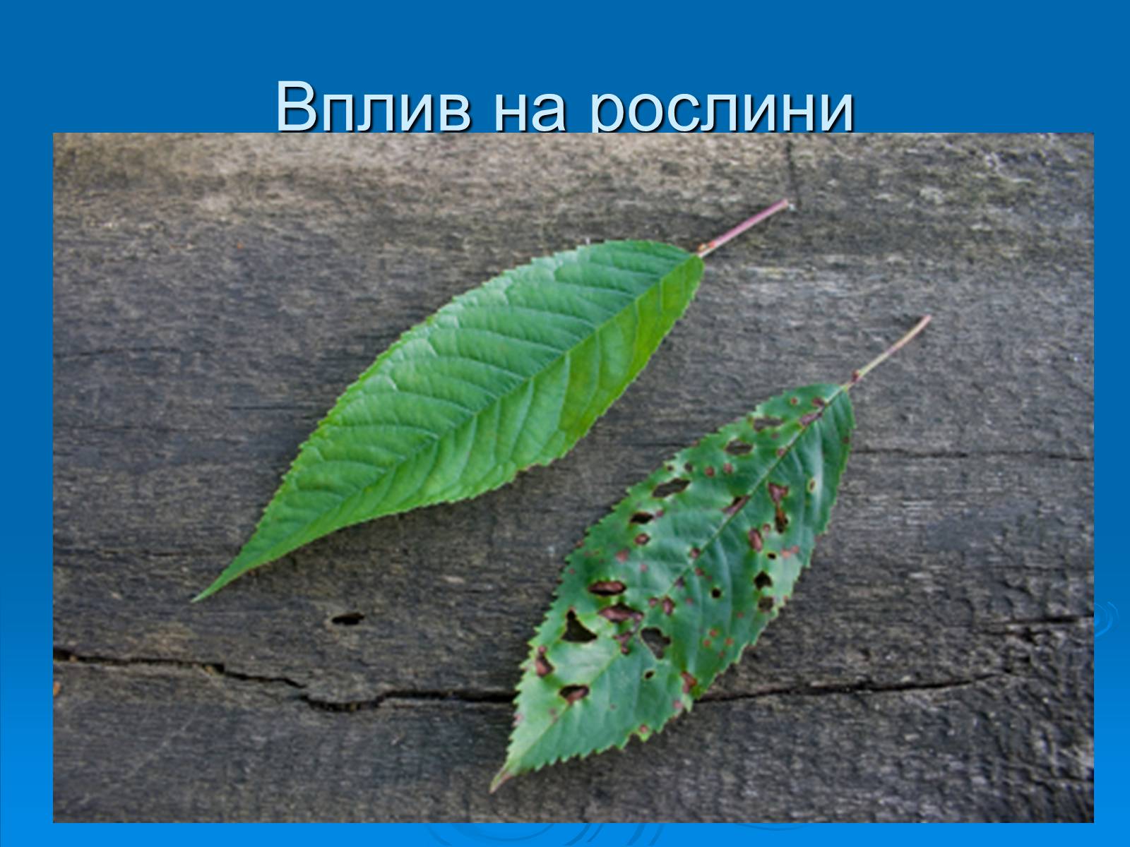 Презентація на тему «Кислотні дощі» (варіант 11) - Слайд #17