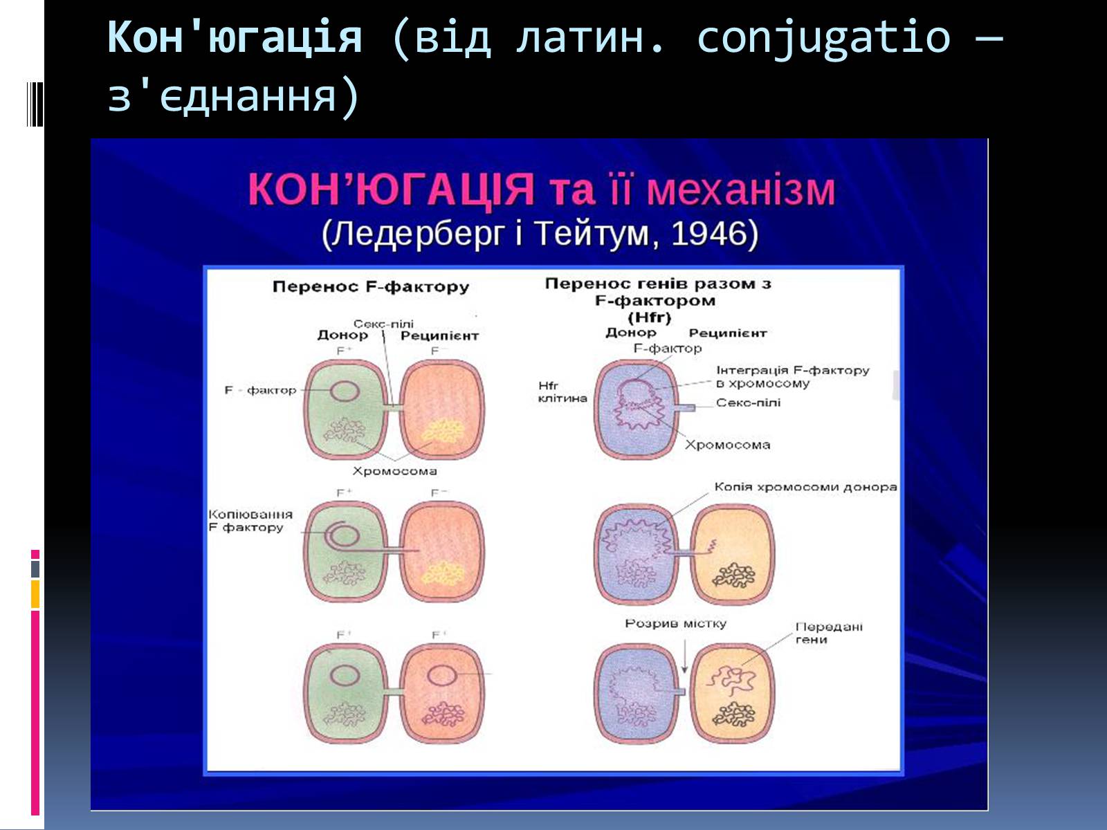 Презентація на тему «Кон&#8217;югація та копуляція» - Слайд #2