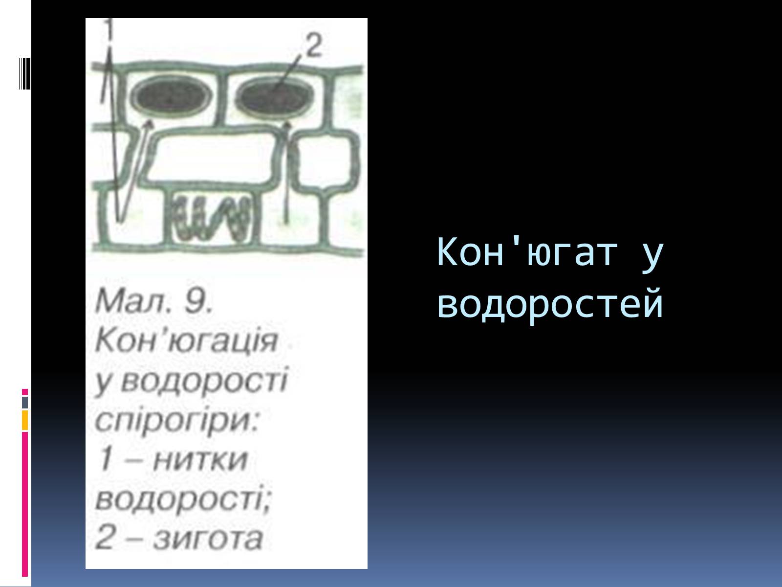 Презентація на тему «Кон&#8217;югація та копуляція» - Слайд #3