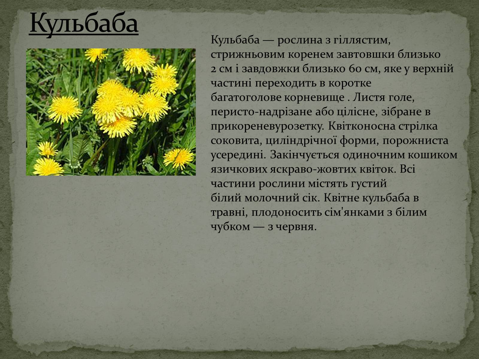 Презентація на тему «Квітковий годинник» - Слайд #11