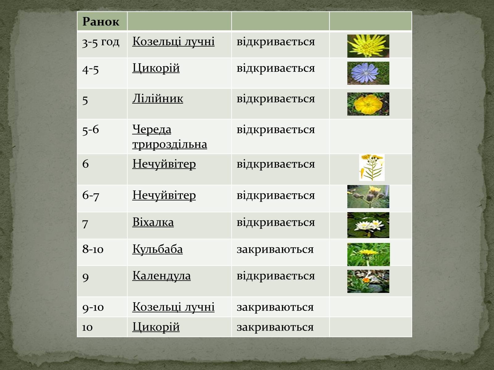 Презентація на тему «Квітковий годинник» - Слайд #3