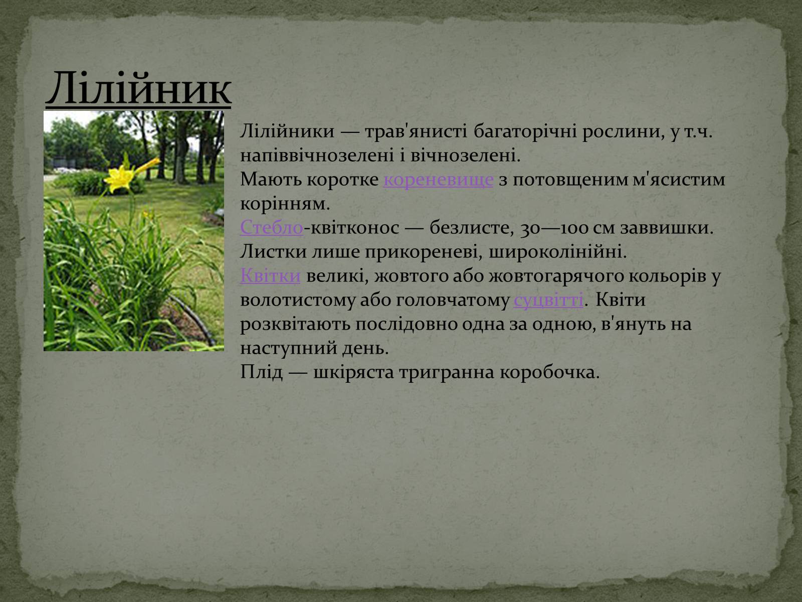 Презентація на тему «Квітковий годинник» - Слайд #8