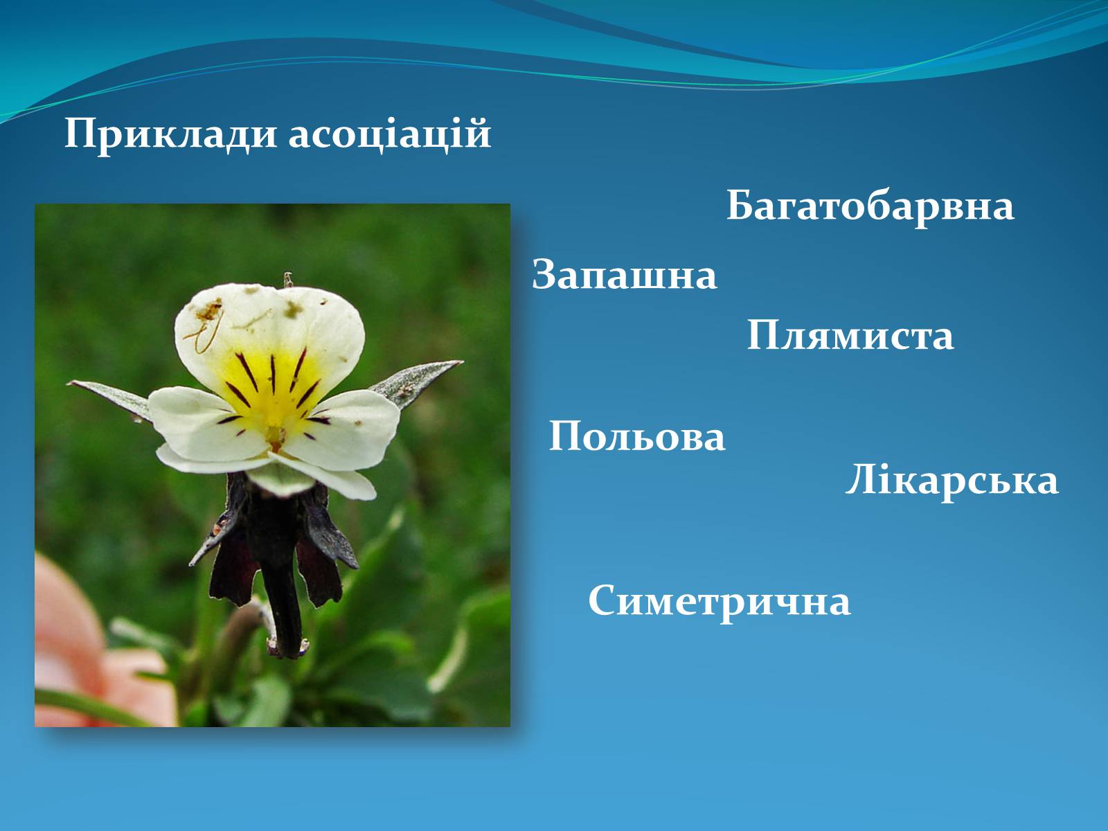 Презентація на тему «Методи творчого та критичного мислення в проектній технології» - Слайд #11