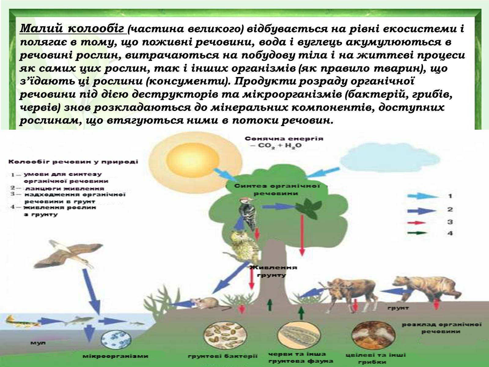 Презентація на тему «Проблеми зміни ланок колообігу речовин та енергії» - Слайд #10